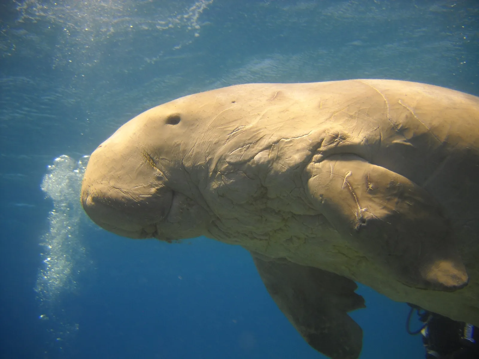 Ausflüge in Marsa Alam: Schnorcheln mit Dugongs und Schildkröten – Bild 1