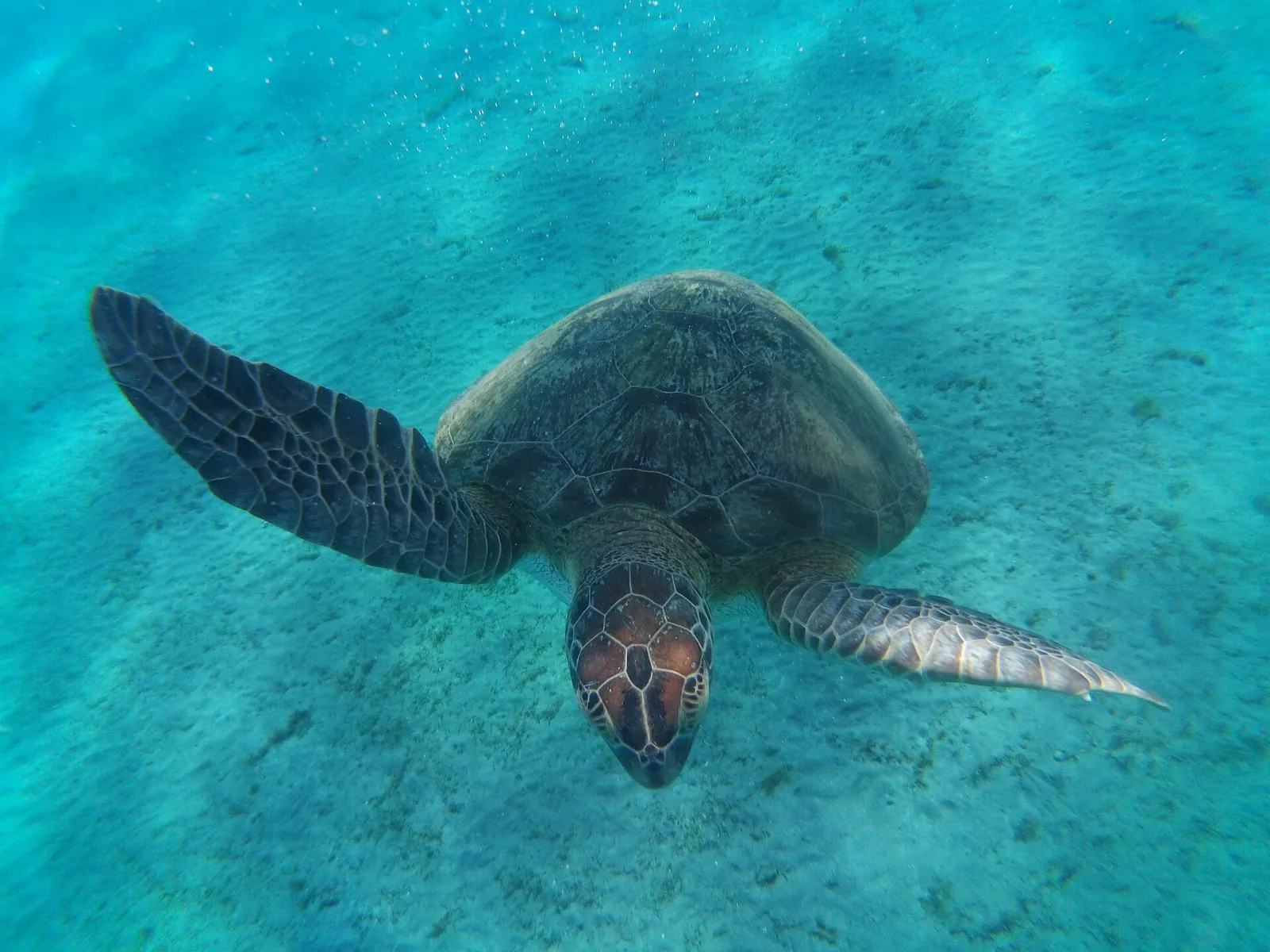 Esnórquel con dugongos y tortugas