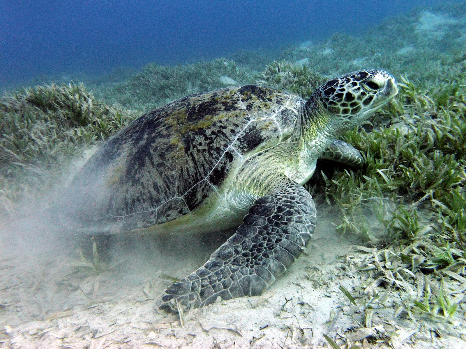 Esnórquel con dugongos y tortugas