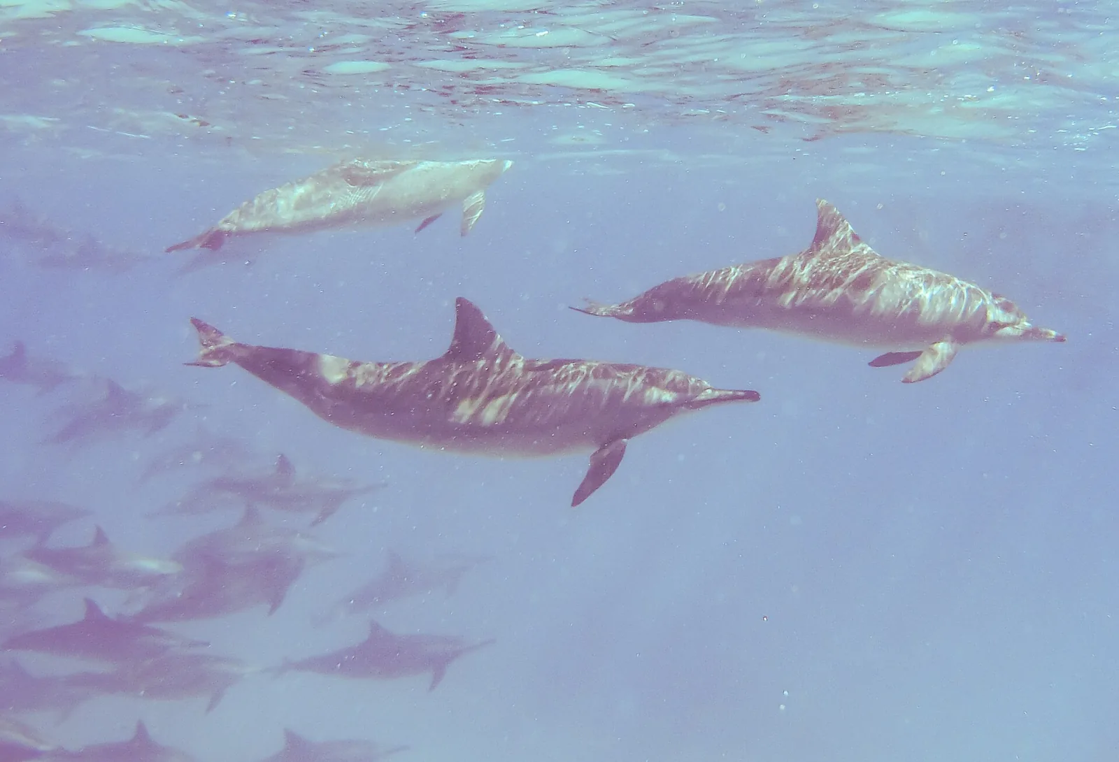 Arrecife de delfines de Sataya en Marsa Alam desde Safaga – foto 2