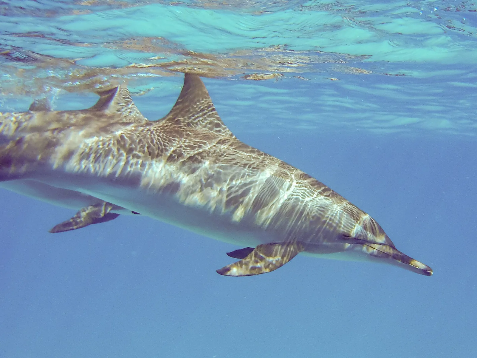 Sataya Dolphin Reef in Marsa Alam ab Safaga