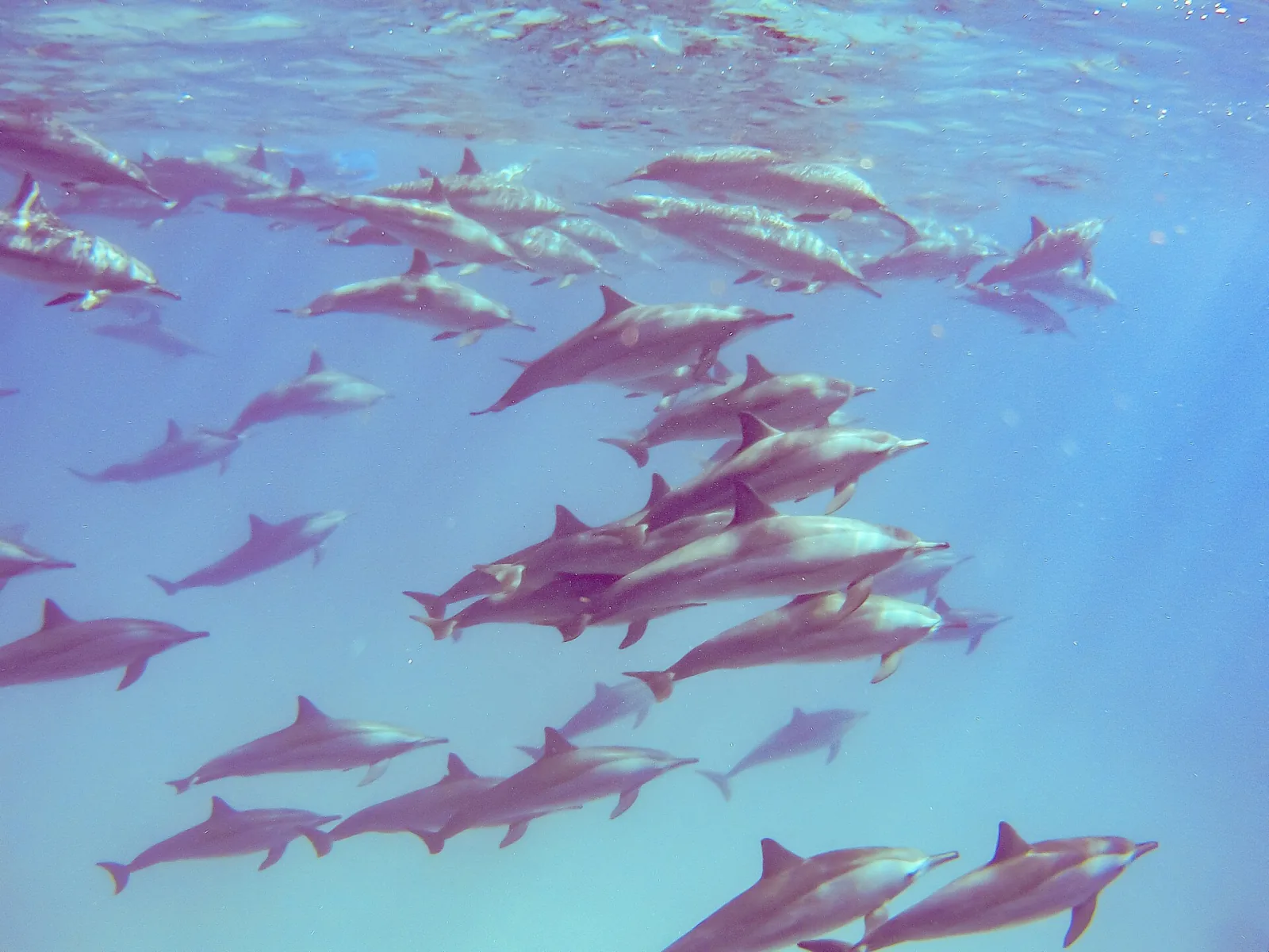 Arrecife de delfines de Sataya en Marsa Alam desde Safaga – foto 4