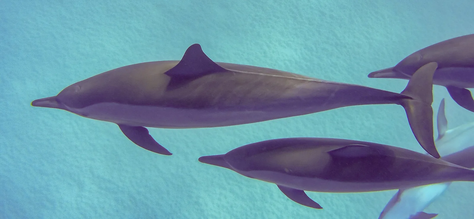 Arrecife de delfines de Sataya en Marsa Alam desde Safaga – foto 5