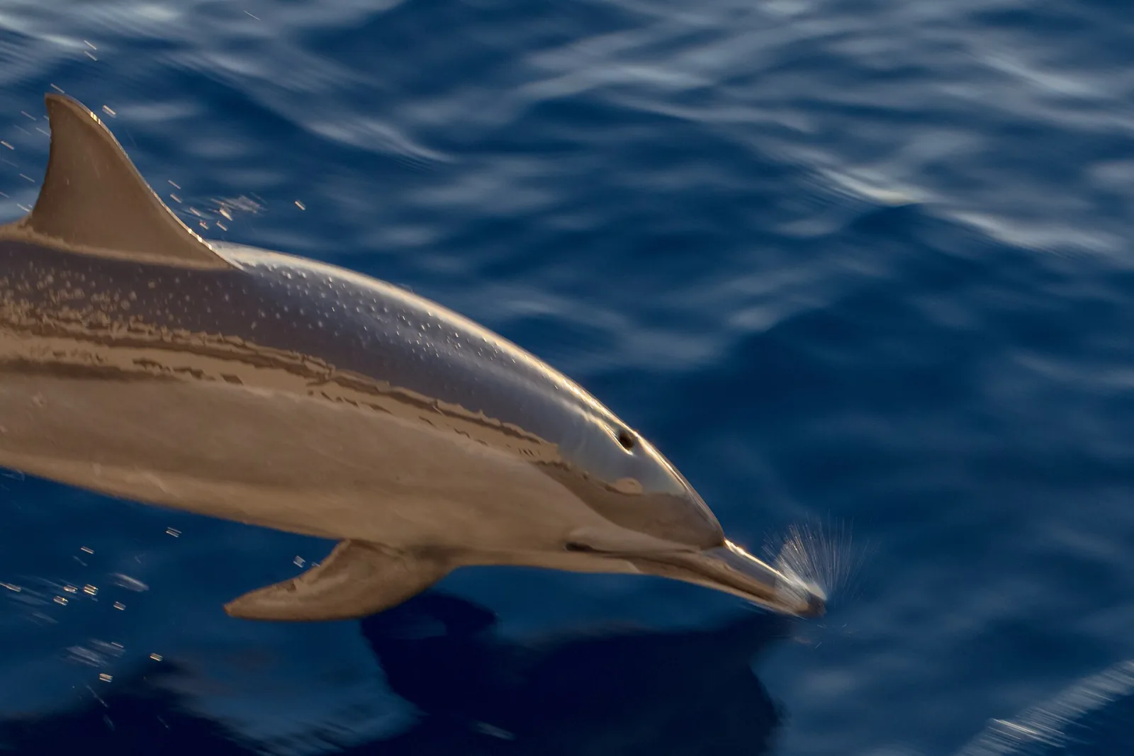 Arrecife de delfines de Sataya en Marsa Alam