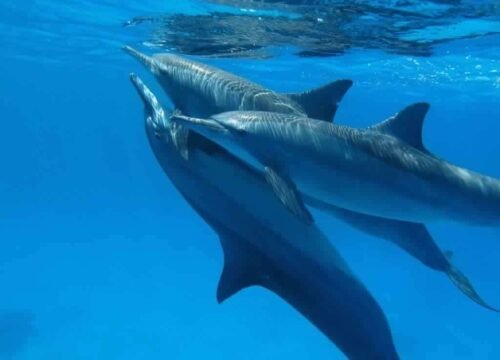Arrecife de delfines de Sataya en Marsa Alam desde Safaga