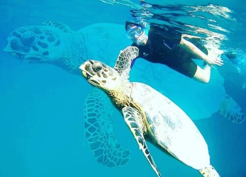 Snorkeling avec dugongs et tortues depuis Sahl Hasheesh