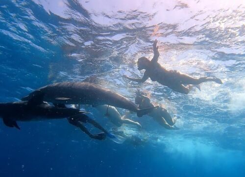 White Island e Ras Mohammed: crociera snorkeling da Sharm El Sheikh