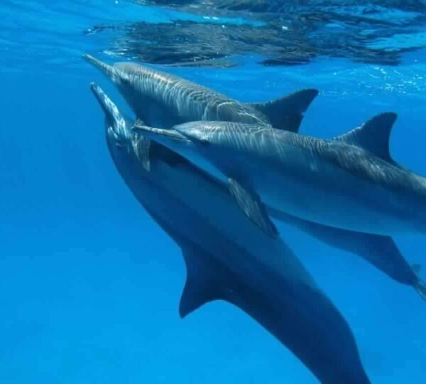 ataya Dolphin Reef in Marsa Alam