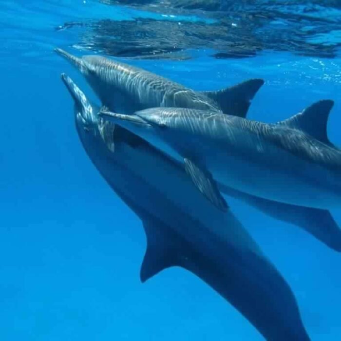 Sataya Dolphin Reef in Marsa Alam