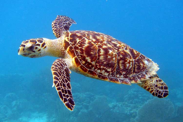 Marsa Alam