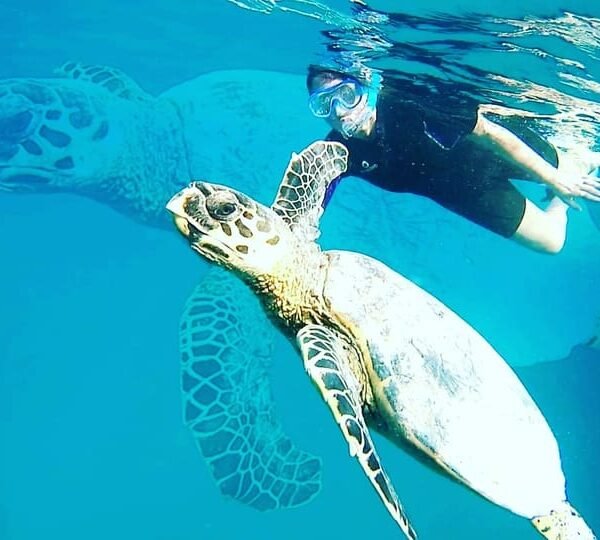 Schnorchelausflug mit Dugong und Schildkröten