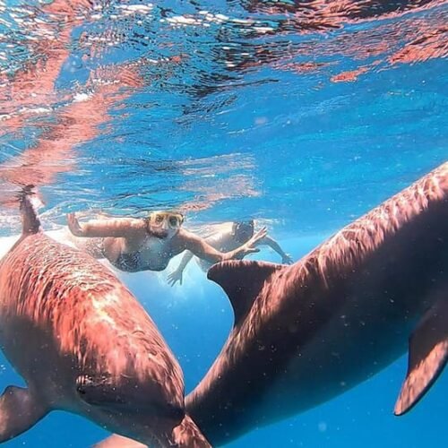 ataya Dolphin Reef in Marsa Alam