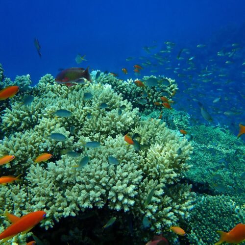 White Island & Ras Mohammed Schnorchelausflug ab Sharm El Sheikh