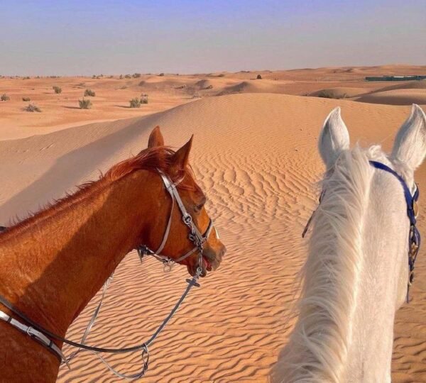 reiten