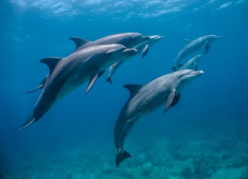 Delfin-Touren im Roten Meer – Magische Begegnungen mit den sanften Meeresbewohnern