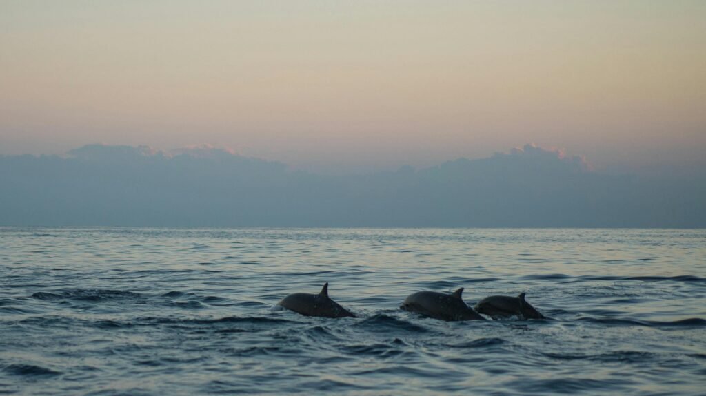 Delfin Ausflug Hurghada im Roten Meer mit Schnorcheln