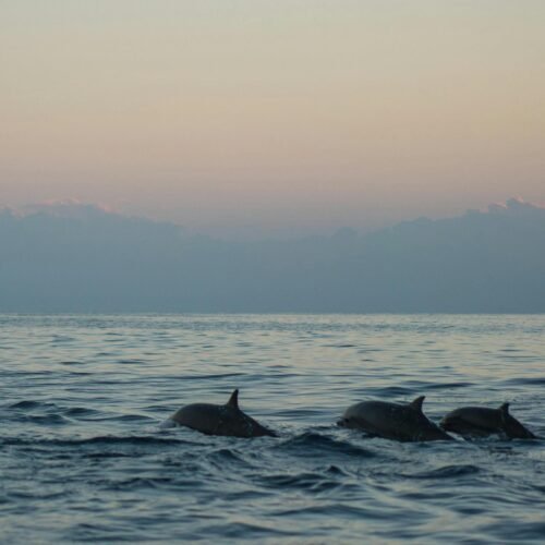 ataya Dolphin Reef in Marsa Alam