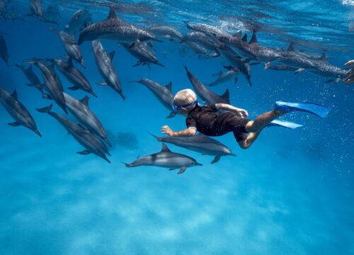 Delfin-Insel-Touren am Roten Meer: Ein unvergessliches Abenteuer
