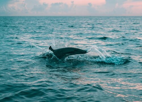 pexels-sliceisop-994473