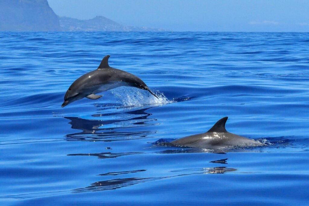 Delfin-Insel-Touren am Roten Meer – Schwimmen mit Delfinen in Hurghada