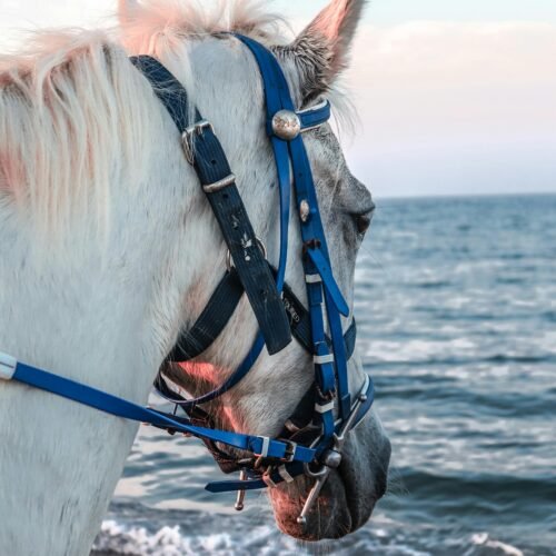 reit am Meer